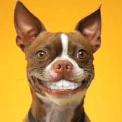 cane sorridente grazie alla pulizia dei denti