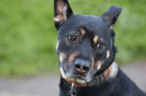 cane triste con parassiti