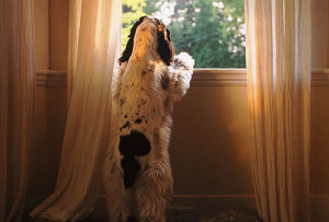 cane aspetta con ansia il padrone