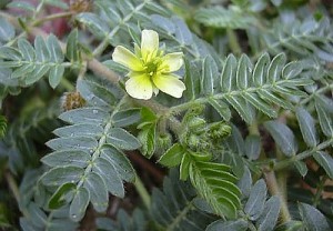 tribulus bulgaro