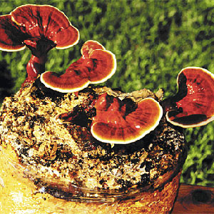 coltivazione del ganoderma lucidum