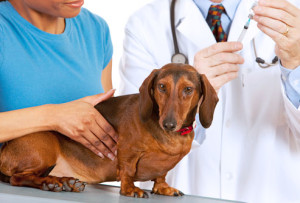 controllo del cane dal veterinario per infezioni urinarie