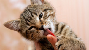 cibo umido per gatti