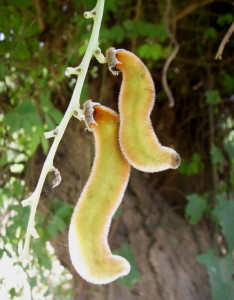 mucuna pruriens in natura