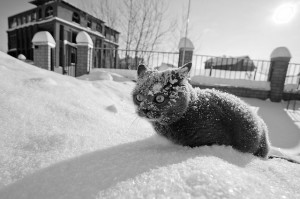 gatto che prende freddo nella neve