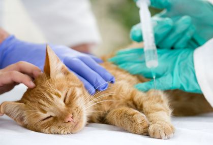Cura al gatto con diabete dal veterinario