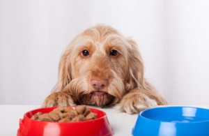 tumore cane e giusta alimentazione