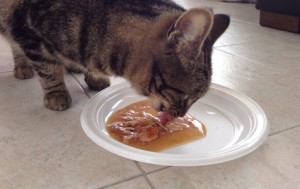 il miglior cibo per gatti