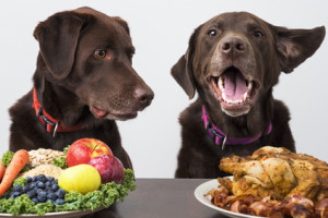 cibo secco e cibo umido per cani
