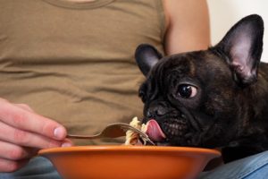 cane che mangia cibo casalingo