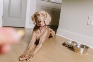 cane che guarda mano con integratore probiotico per cane