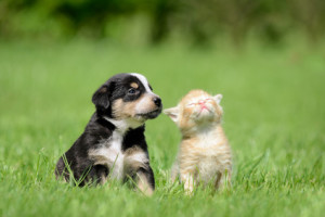 diabete cani e gatti