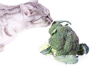 alimentazione gatto